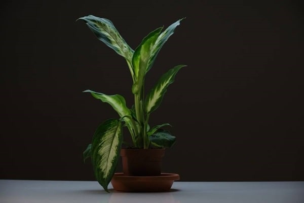 Диффенбахія