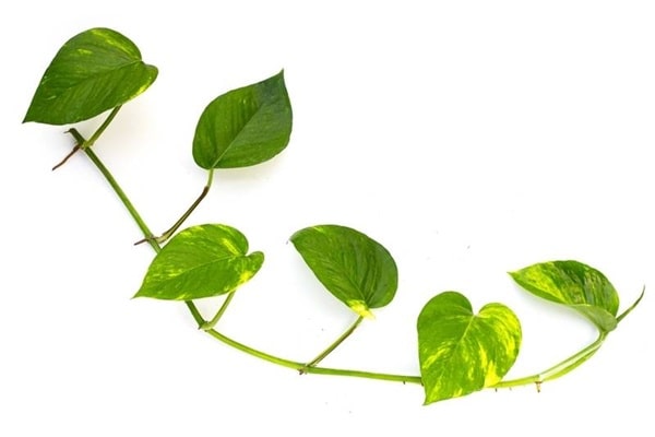 Епіпремнум золотистий