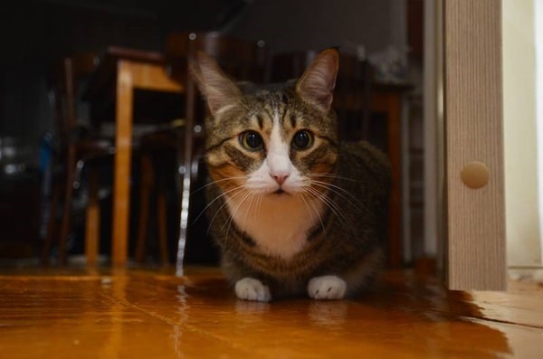 Косоокість у кота