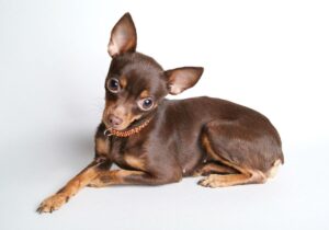 Імена для дівчинки той-тер’єра — ТОП-500 кличок.