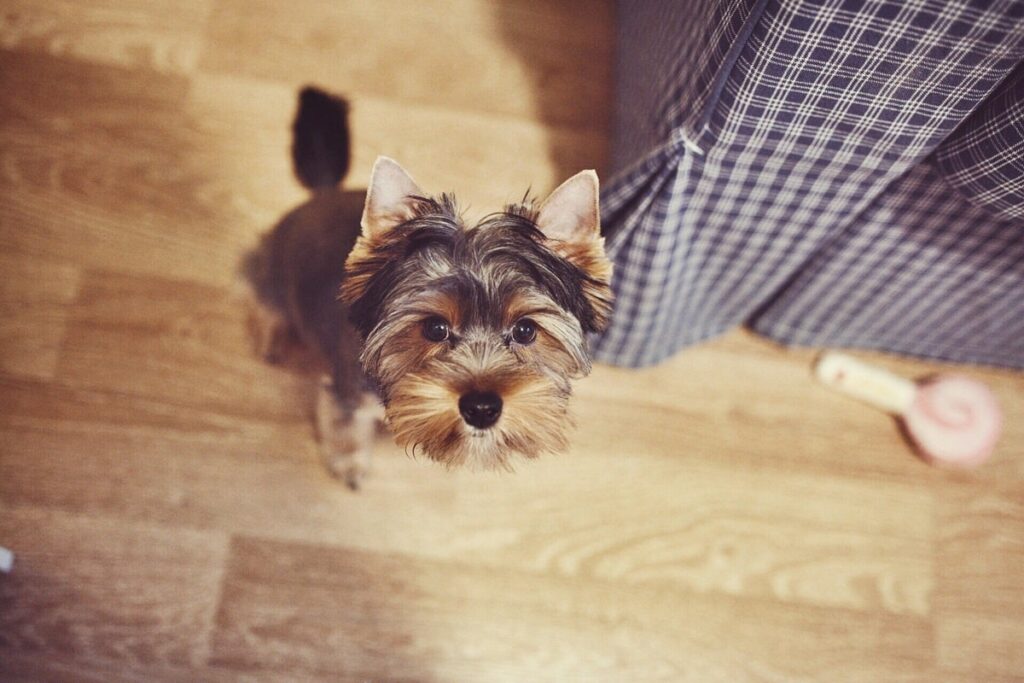 Клички для хлопчиків йорка — ТОП-500 імен для маленьких собачок.