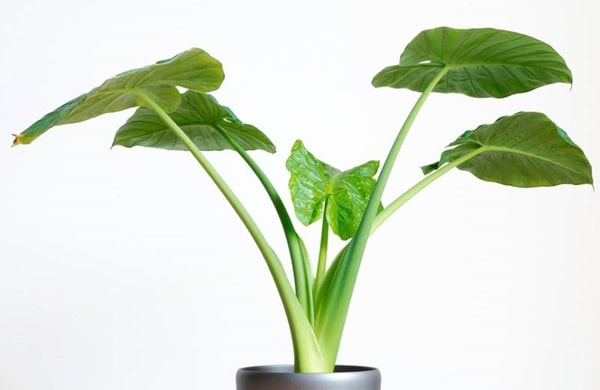 Колоказія їстівна