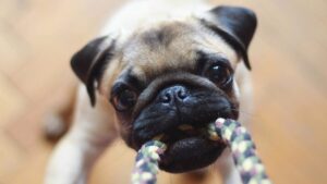 Коли змінюються зуби у цуценят — симптоми початку зміни і як допомогти собаці?