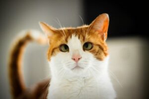 Косоокість у кішок — причини та лікування.