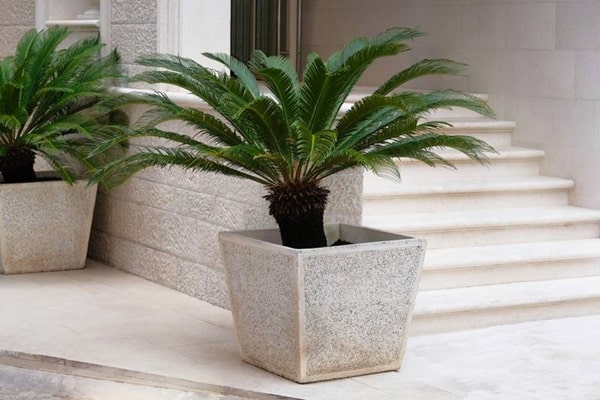 Саговник пониклий