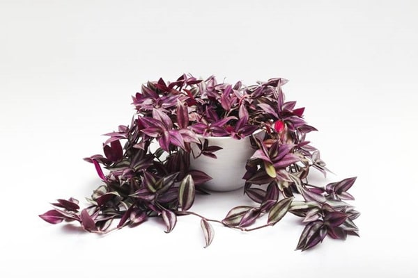 Традесканція висяча