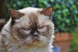 Чи можна стригти кішок?