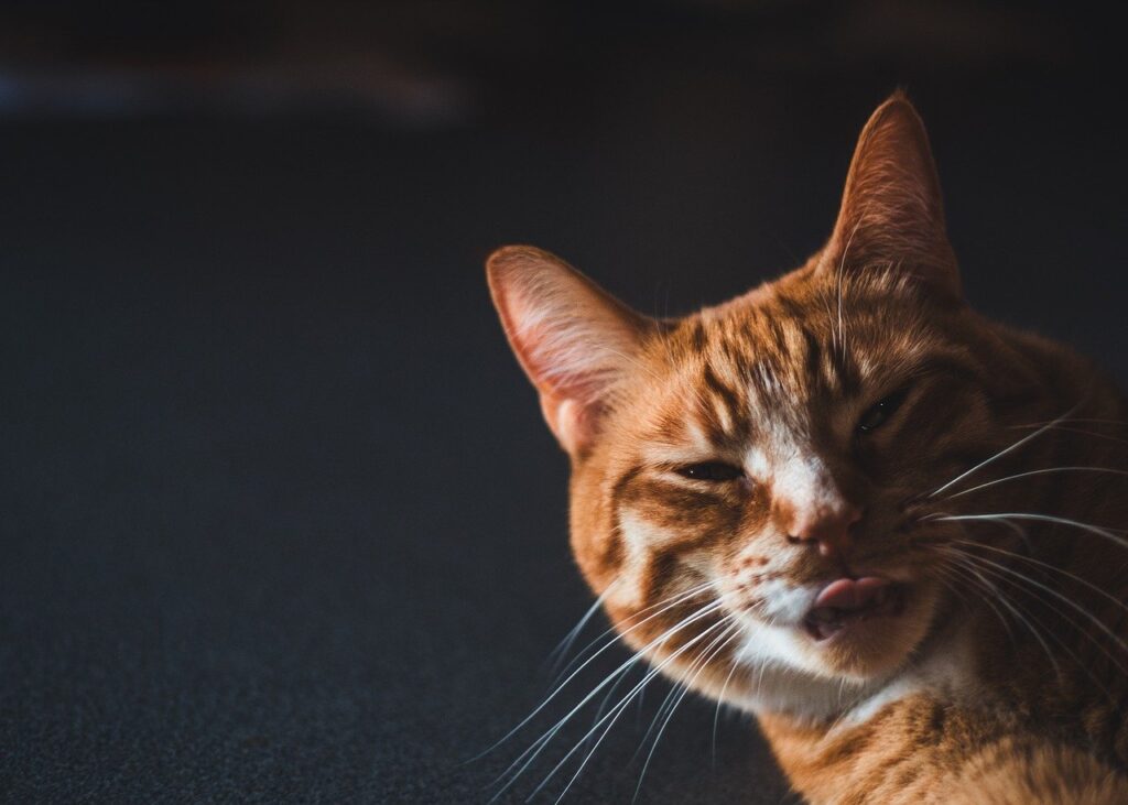 Для чого коту вуса?