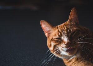 Для чого коту вуса?