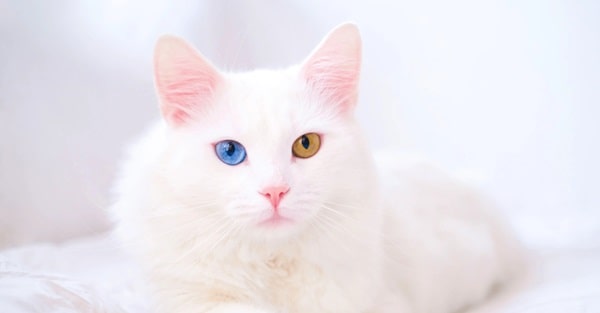 Гетерохромія у кішок