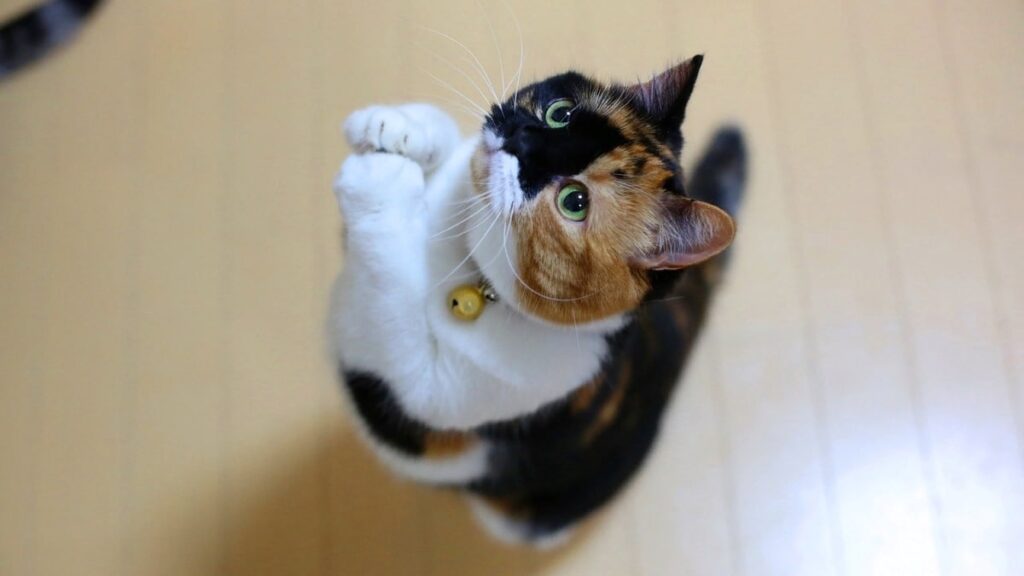 Чому кішка постійно просить їсти? 8 частих причин.