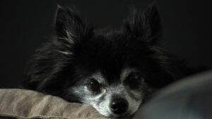 Чи є евтаназія вдома більш гуманною для собак?