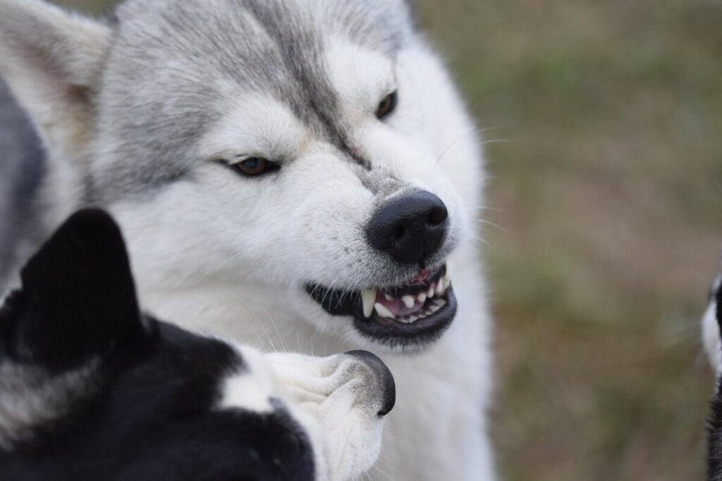 Агресія у собаки через страх: чому і що робити?