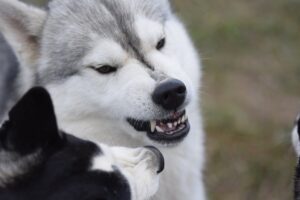 Агресія у собаки через страх: чому і що робити?