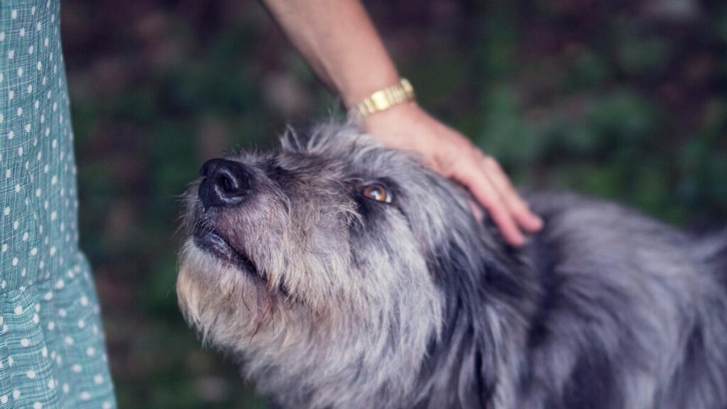Чому не можна гладити собаку по голові: Причини та розуміння поведінки собак.