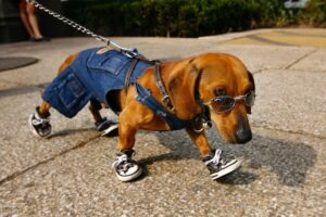 Чи потрібні собакам черевики в спекотну та холодну погоду?