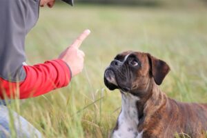 Команда «НЕ МОЖНА» або команда «ФУ».