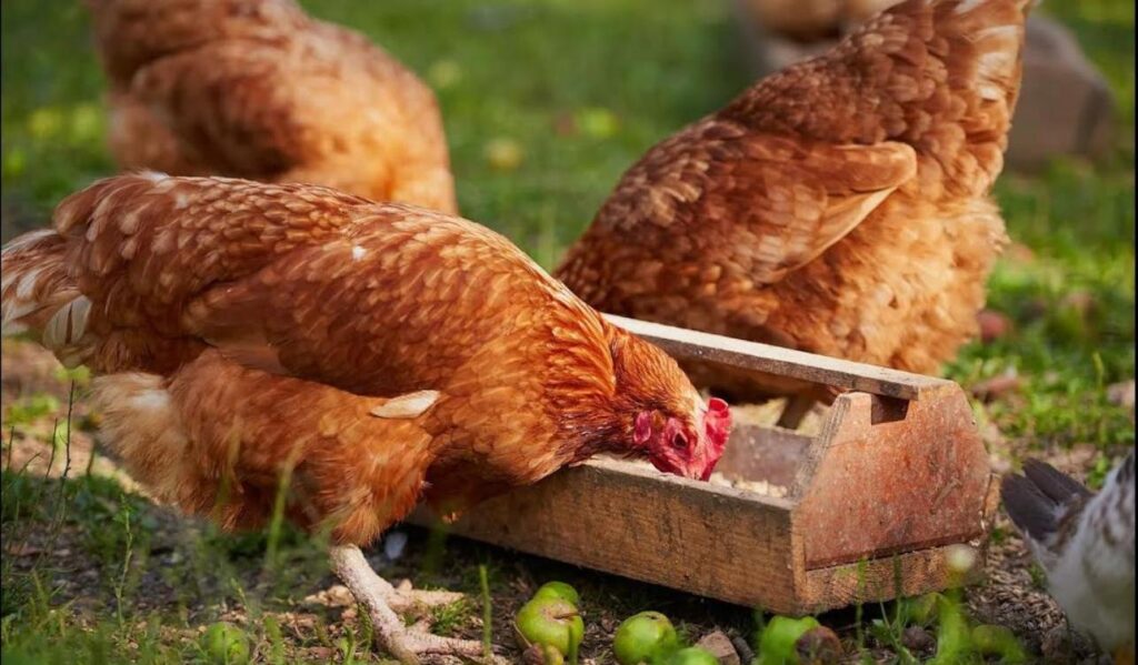 Комбікорм для курей власноруч: усі плюси та мінуси.
