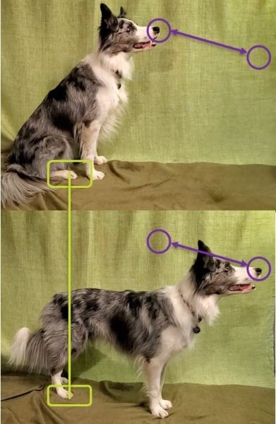 Навчання собаки зв'язки стояти-сидіти з фіксацією задніх лап