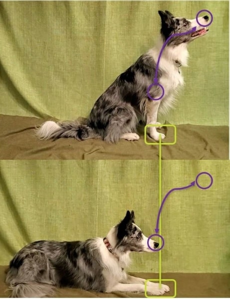 Навчання собаки зв'язки сидіти-лежати з фіксацією передніх лап