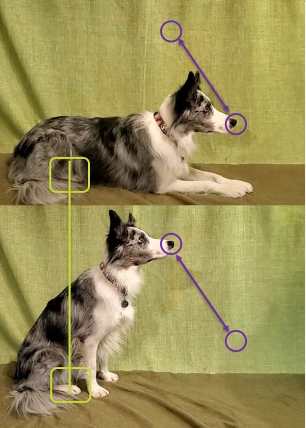 Навчання собаки зв'язки сидіти-лежати з фіксацією задніх лап