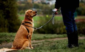 Основне положення собаки.