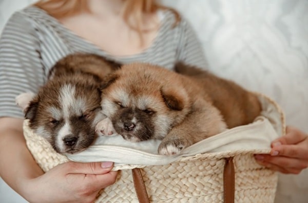 Що таке аліментне цуценя?