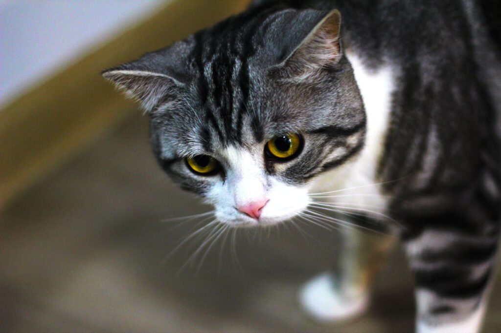 Аналіз калу у котів: що фекалії говорять про здоров'я вашого улюбленця.