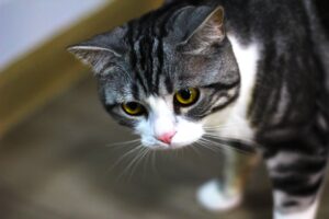 Аналіз калу у котів: що фекалії говорять про здоров’я вашого улюбленця?