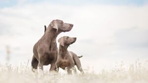 Чому собаки «злипаються» під час спарювання?