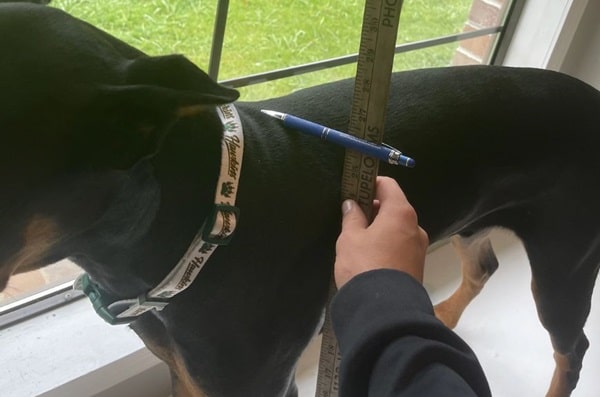 Чи можна виміряти зріст у холці у собаки самостійно, без помічника?