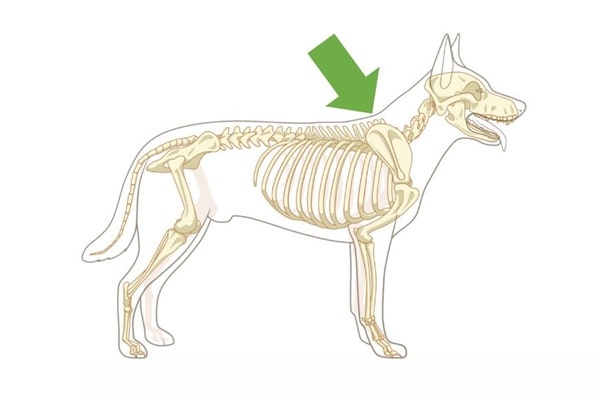 Де знаходиться загривок у собаки?