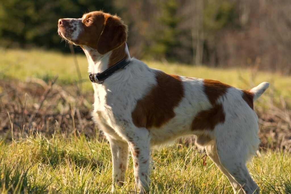 Навіщо собакам купірують хвости?