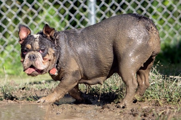 Основні причини, чому собака валяється в багнюці