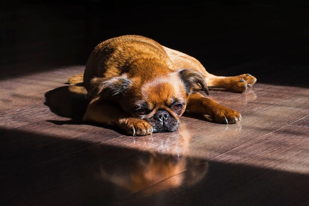 Підготовка до можливих хімічних або біологічних атак: як захистити улюбленця?