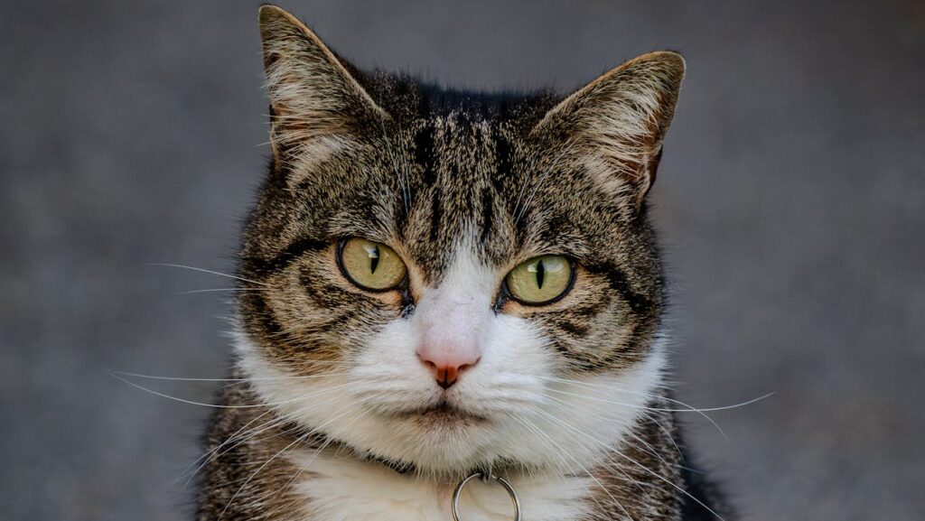 Протозойні інфекції у кішок: причини, симптоми та лікування.