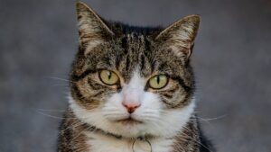 Протозойні інфекції у кішок: причини, симптоми та лікування.