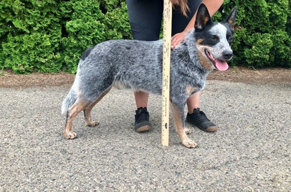 Процес виміру зросту собаки в холці