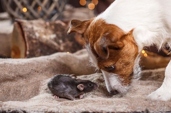 Природна поведінка собак щодо мишей і гризунів