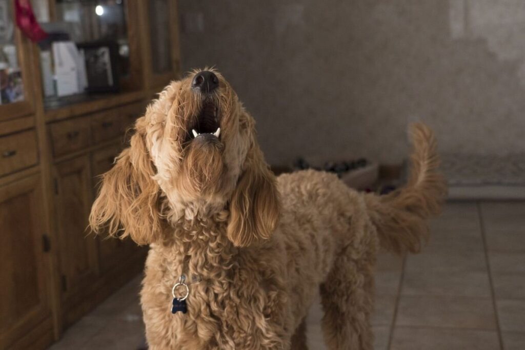 Що робити, якщо у сусідів постійно виє собака?