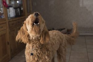 Що робити, якщо у сусідів постійно виє собака?