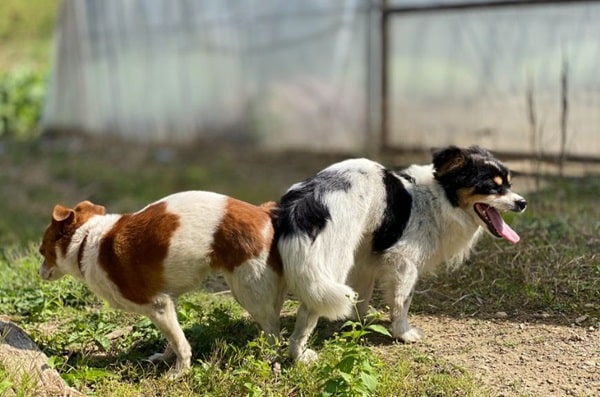 Чому собаки злипаються під час спарювання?
