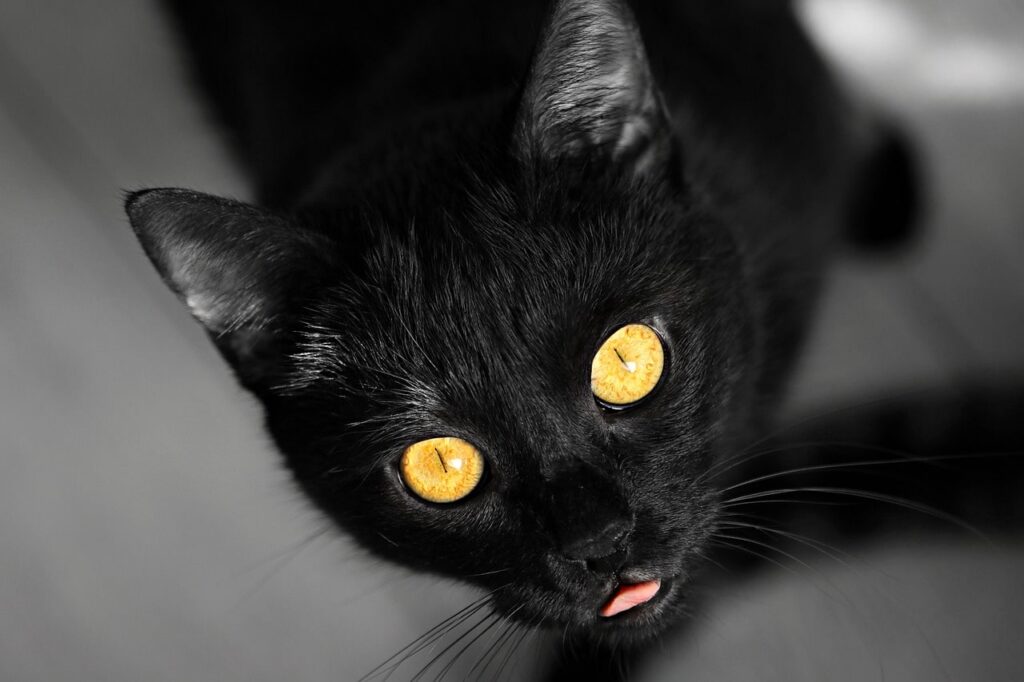 Трихуроз у кішок: причини, симптоми та лікування.