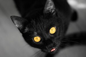 Трихуроз у кішок: причини, симптоми та лікування.