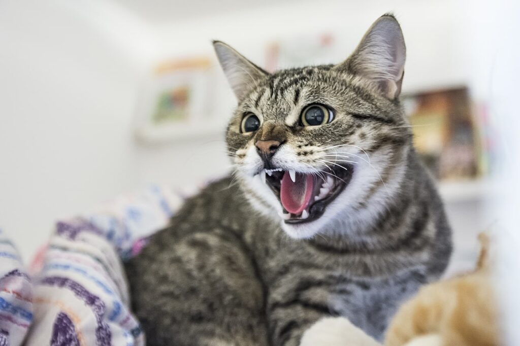 Вплив війни на поведінку тварин: як справлятися з агресією і змінами в поведінці у собак і котів?