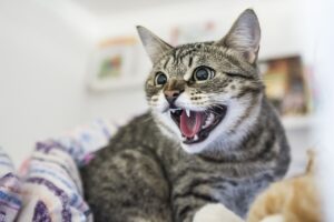 Вплив війни на поведінку тварин: як справлятися з агресією і змінами в поведінці у собак і котів?