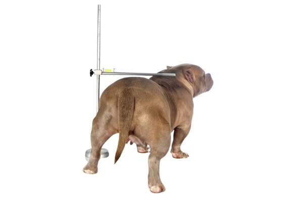 Як правильно виміряти зріст собаки в холці?