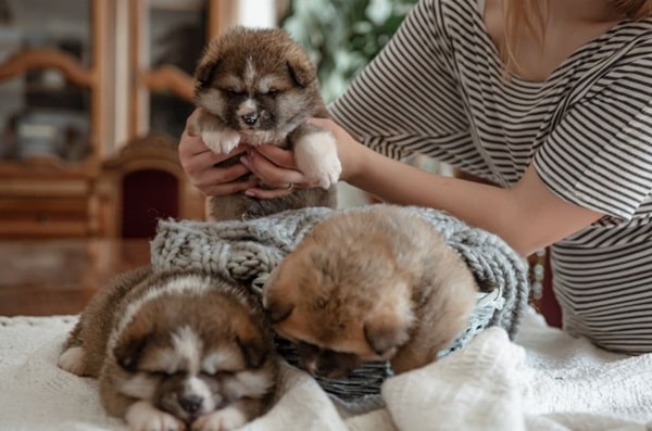 Як вибирається аліментне цуценя?