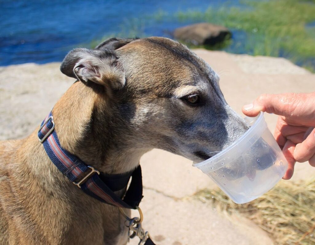 Як захистити улюбленця від забрудненої води та їжі в умовах війни?
