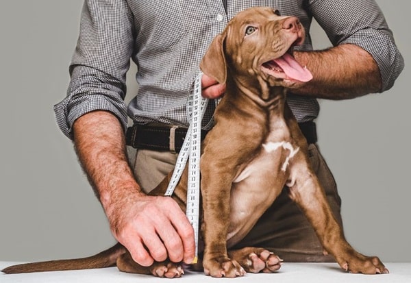 А якщо цуценя весь час крутиться?